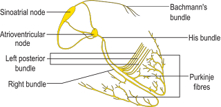 Some facts about heart | Health - Tips