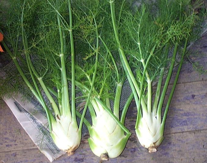 Free Submitted Articles Anti Aging Benefits of Fennel Herb
