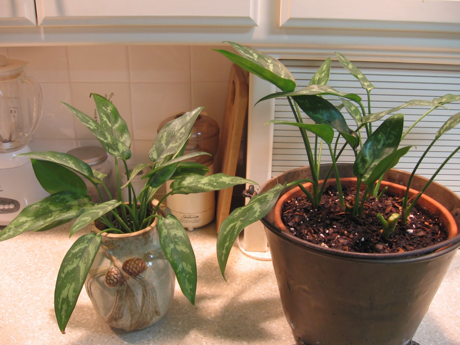 The Stuff Closet Growing House Plants in Water