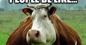 Latest Funny Cows Memes | Funny Collection World