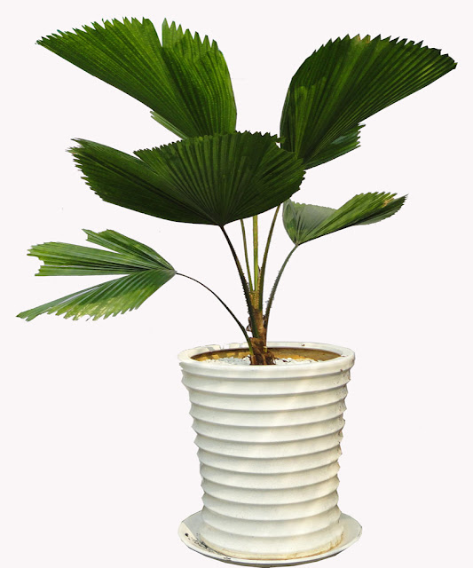Các loại cây cảnh trong nhà - Cây cọ cảnh Các loại cây cảnh trong nhà - Cây cọ cảnh