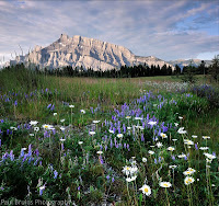 Mount Rundle Wild-Flowers