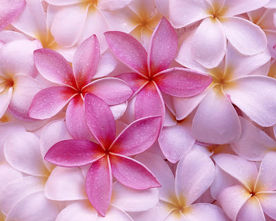 flawers images