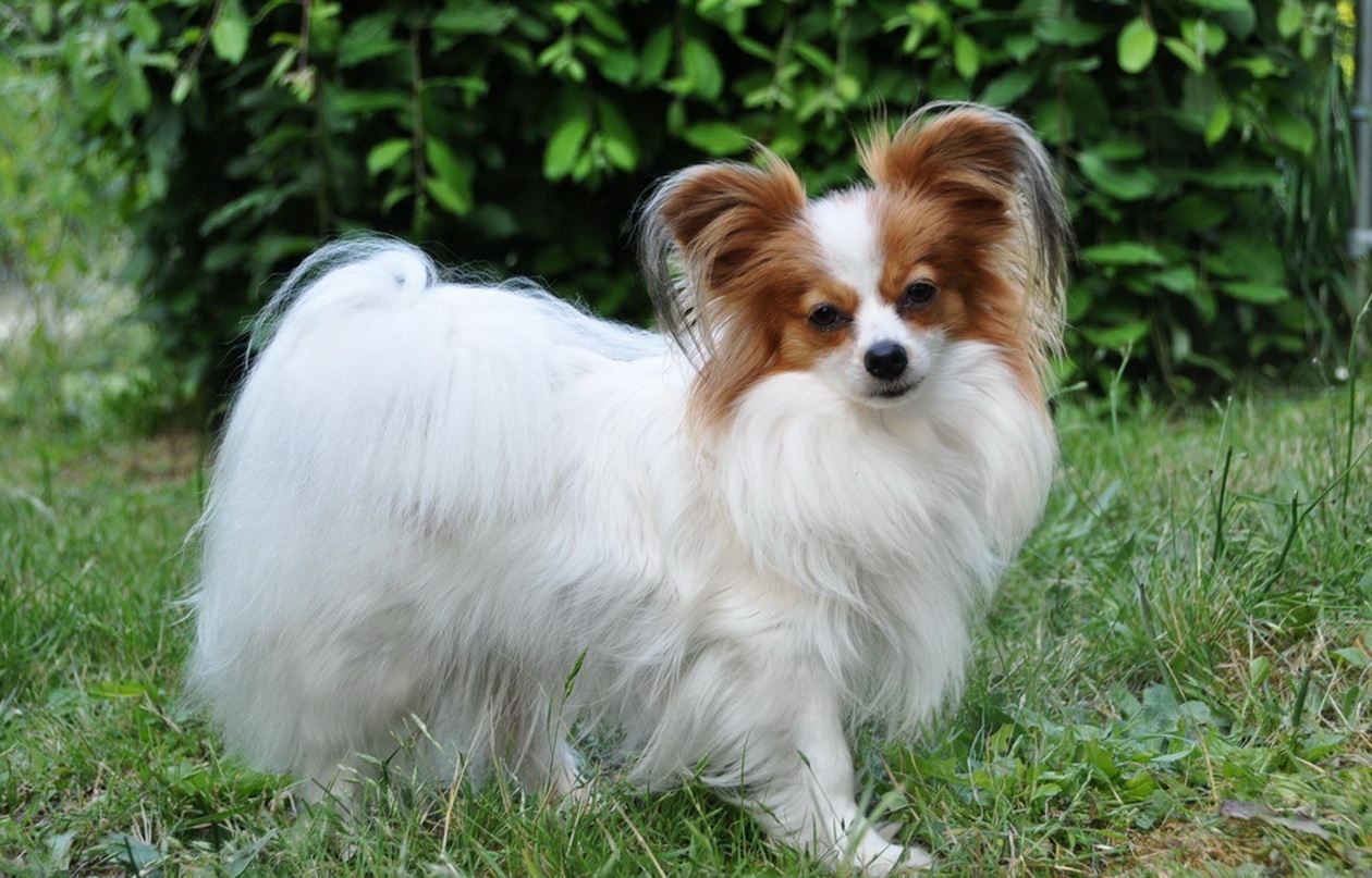 Papillon 2015