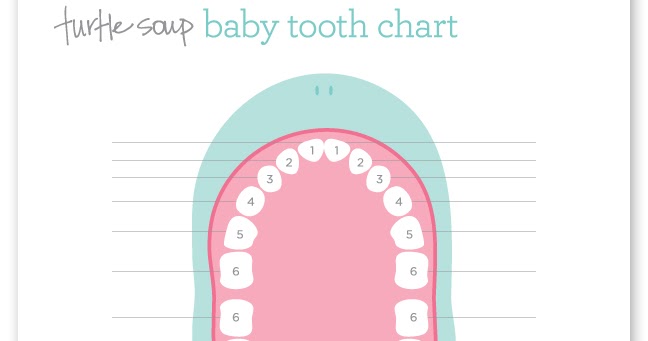 baby tooth chart