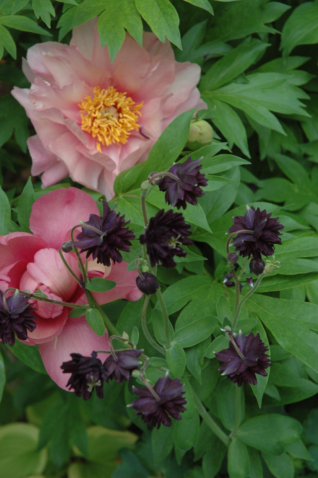Hydrangea Favorites Plant Something Oregon