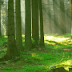 Escape from the Ghost Forest Escape from the Ghost Forest