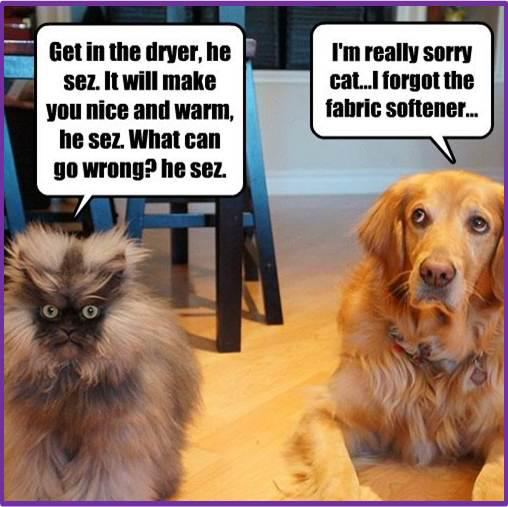 Cat And Dog Boop Meme Cat And Dog Boop Meme