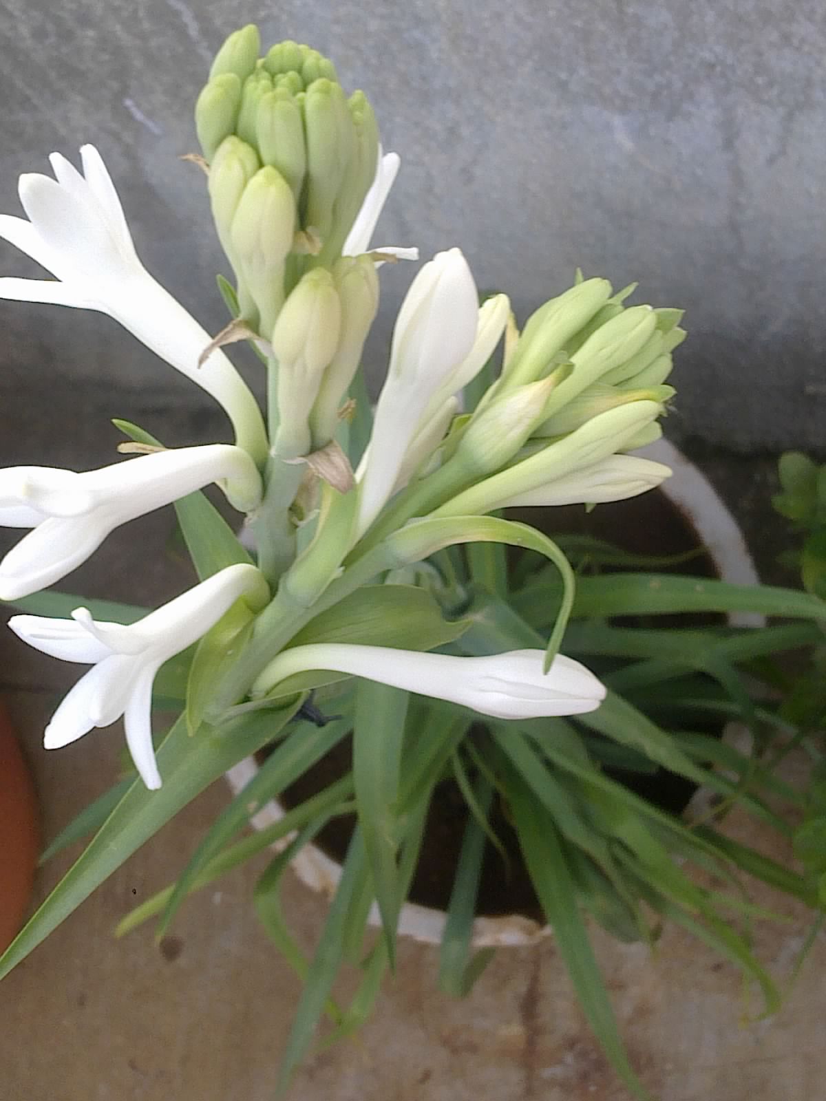 Plants Growing In My Potted Garden. How To Grow And Care For Mexican Tube Rose/Polianthes