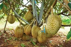 Cara Budidaya Durian Montong yang Benar Cara Budidaya Durian Montong yang Benar