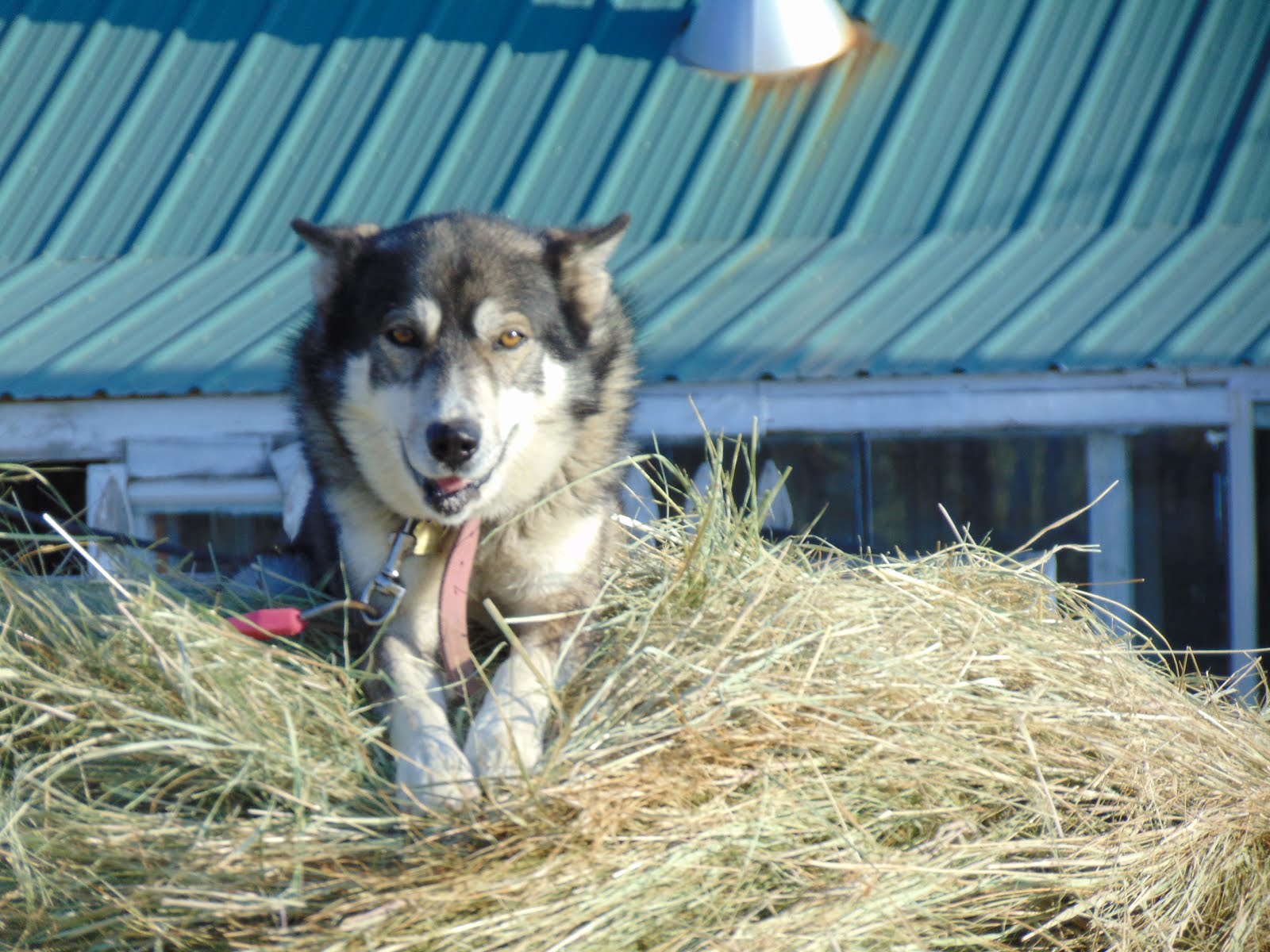 Alaskan Husky