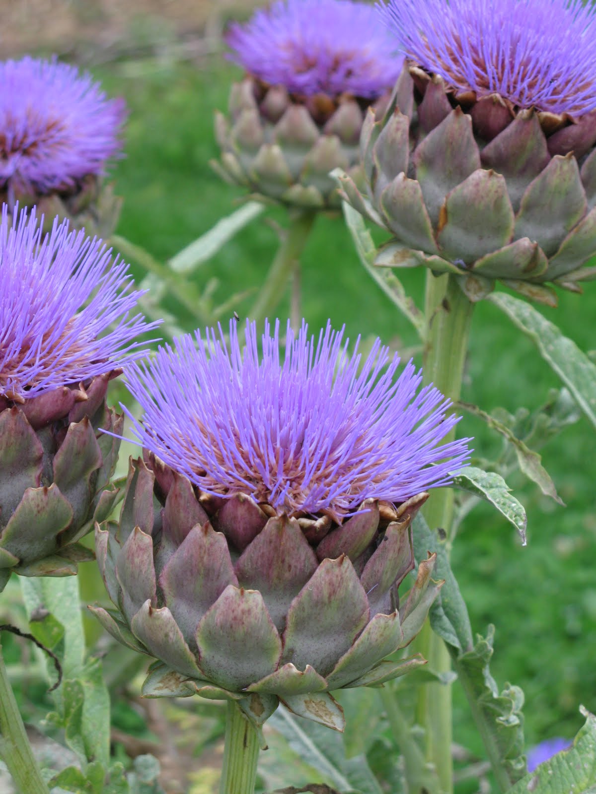 The Food Vine globe artichoke hearts