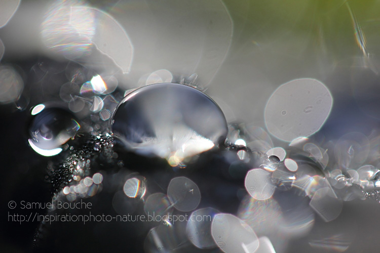 gouttes d'eau macrophotographie photo macro goutte d'eau
