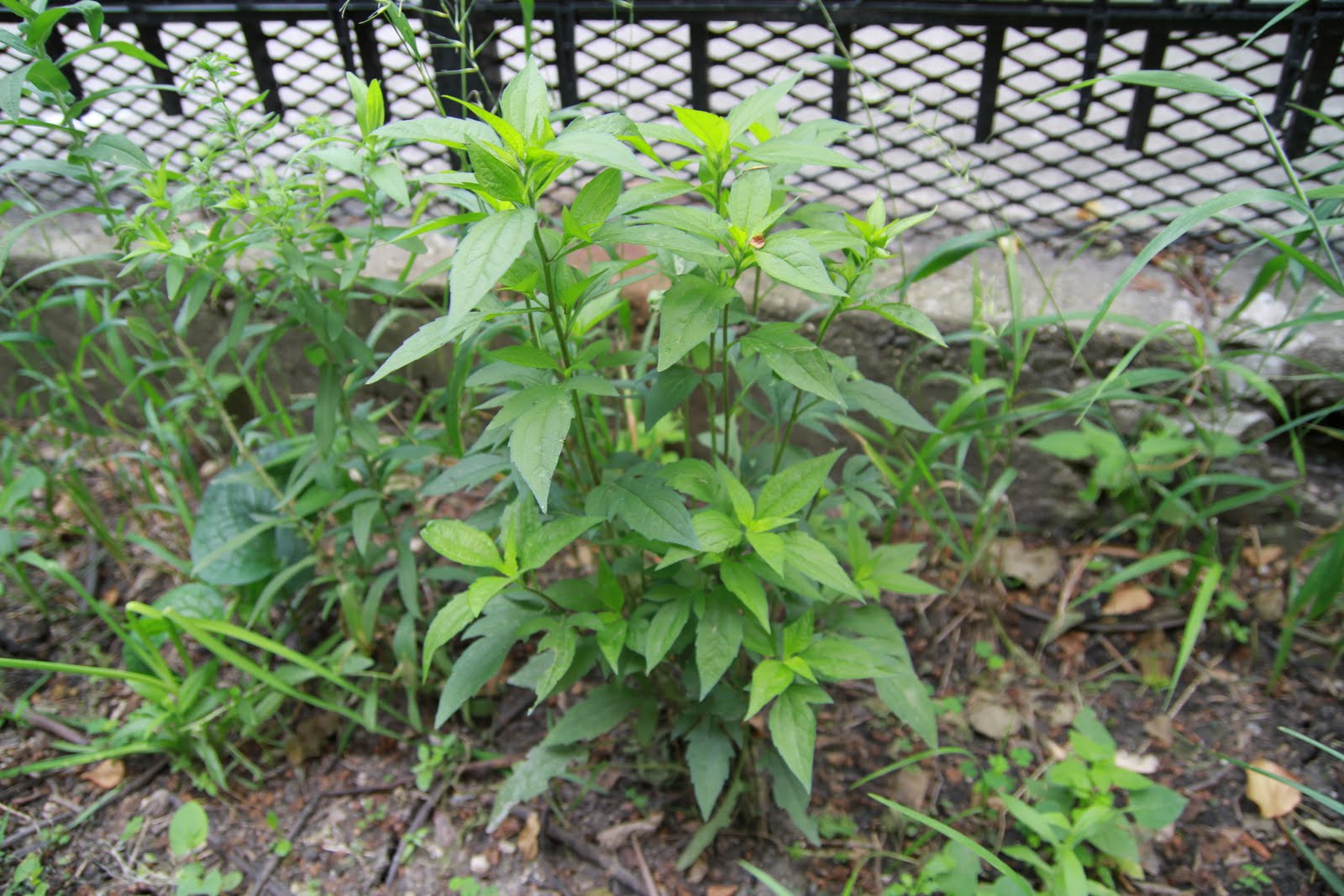 Chicago Native Plants