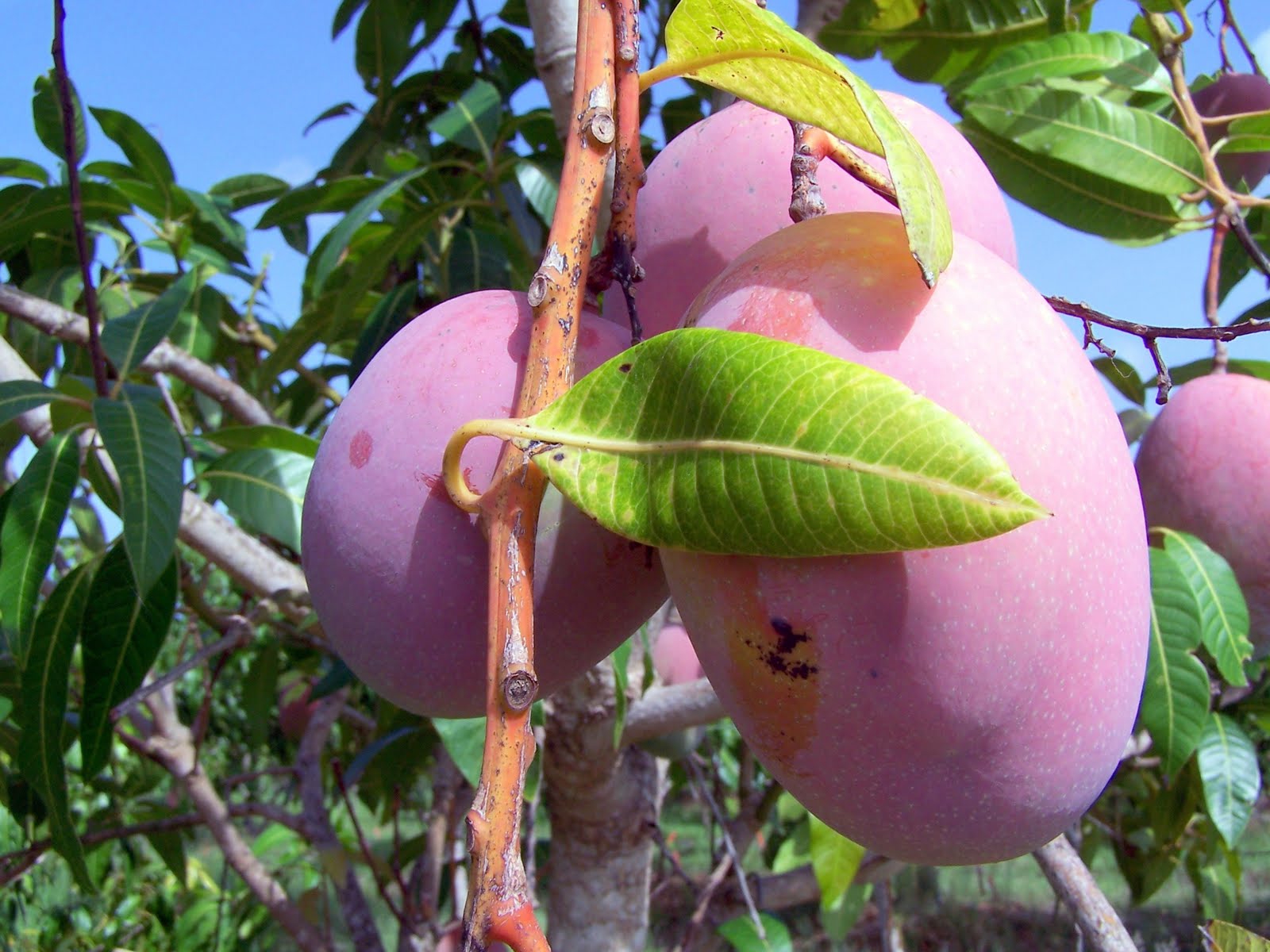 Pine Island, Florida Summer Rains Ripen Tropical Fruit on Bokeelia