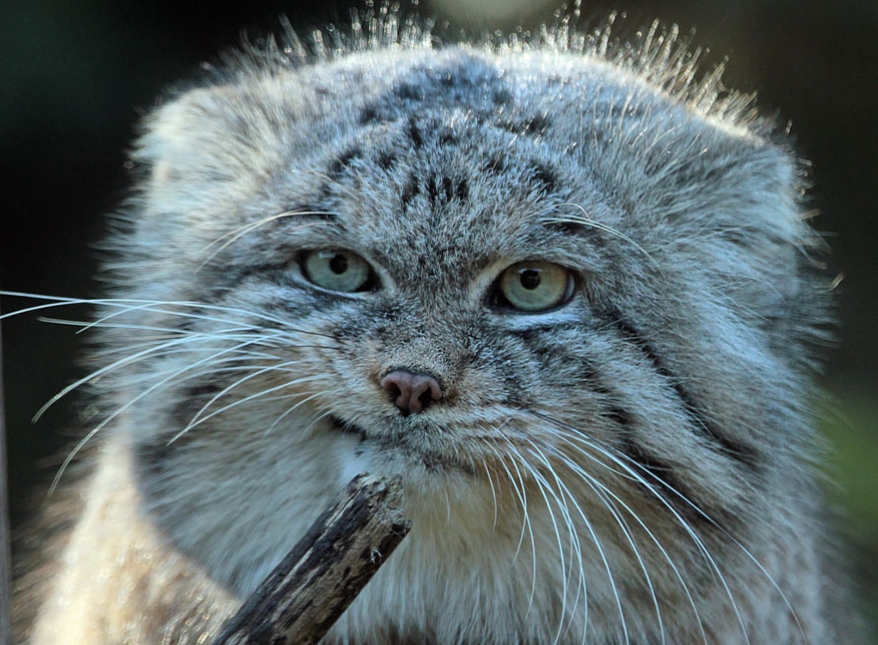 White Wolf This Mongolian Cat Is The Most Expressive Cat In The World
