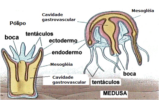 DIBUJO REPRODUCCION CELENTERADOS dibujo reproduccion celenterados: