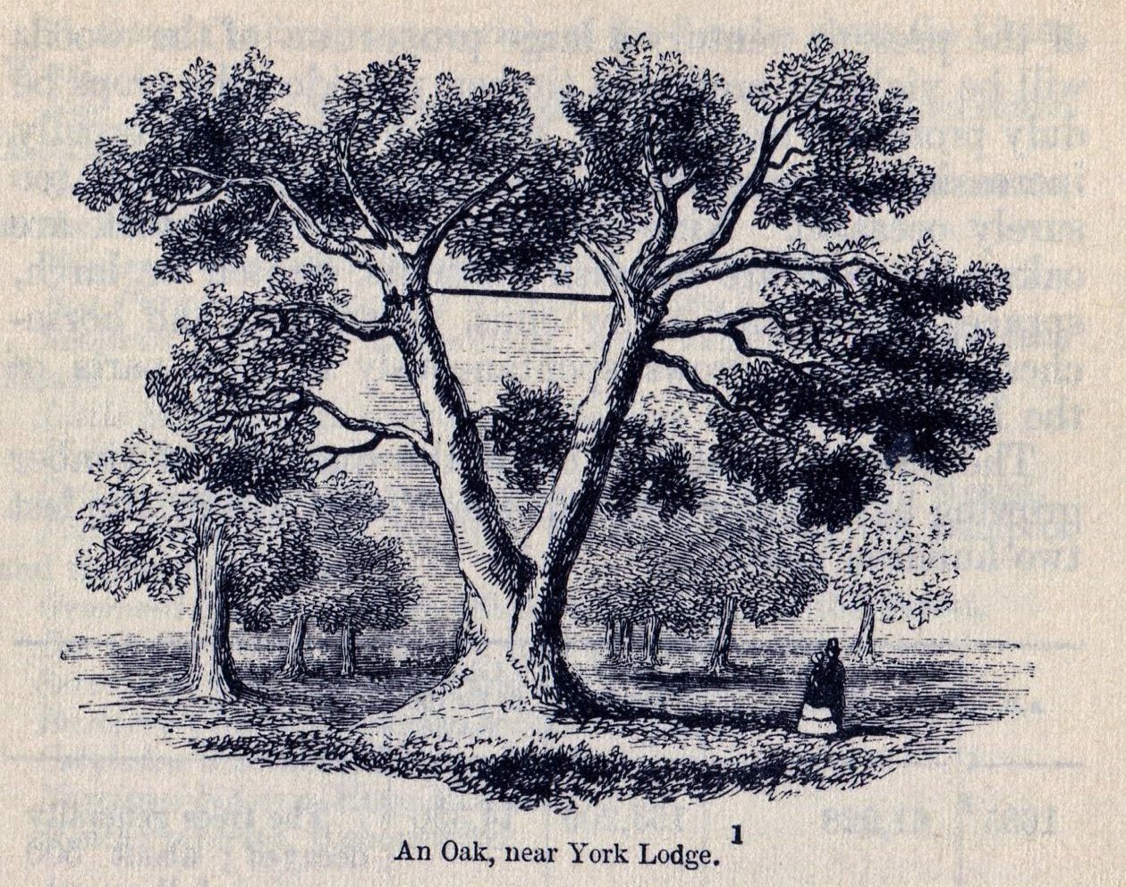 the only surviving image of the tree showing the brace