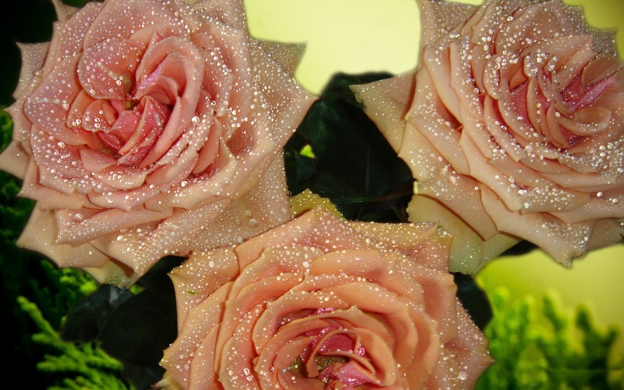 http://4.bp.blogspot.com/-ALvf7PfRiVI/UQVsC7_w2II/AAAAAAAACe8/IHNtwicuxho/s1600/Flower+Wallpaper+For+Iphone.jpg