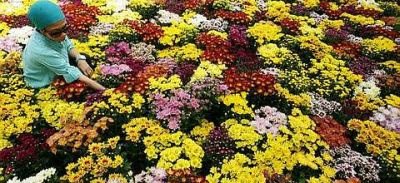 In full bloom: Liyana Ferdaus 26, admiring the flowers which will be displayed during the Putrajaya Floria 2011 from this Saturday.