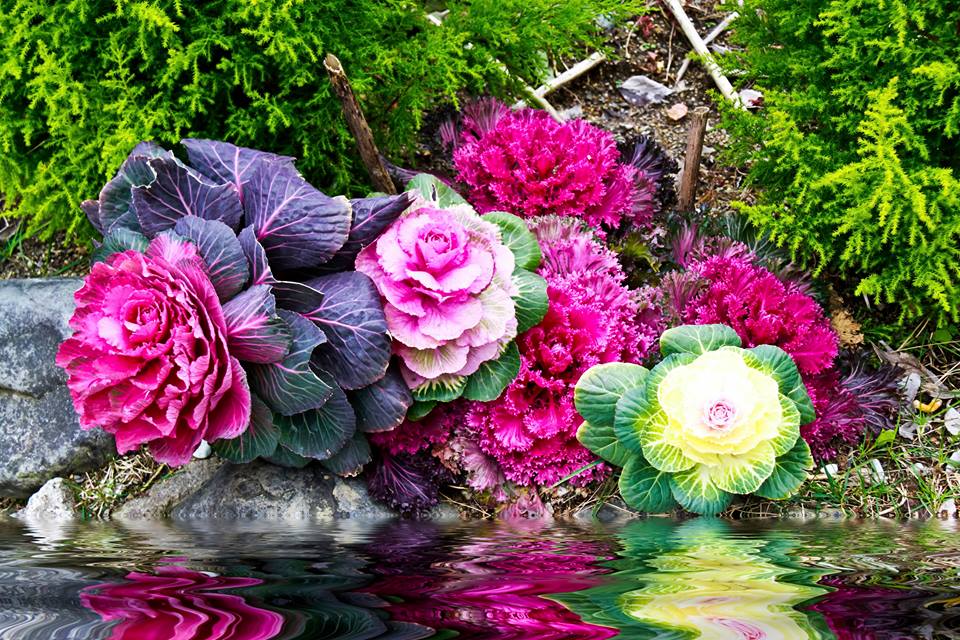 [Image: Ro-mot-tu-trong-hoa-canh-choi-tet-o-Ha-Thanh-5.jpg]