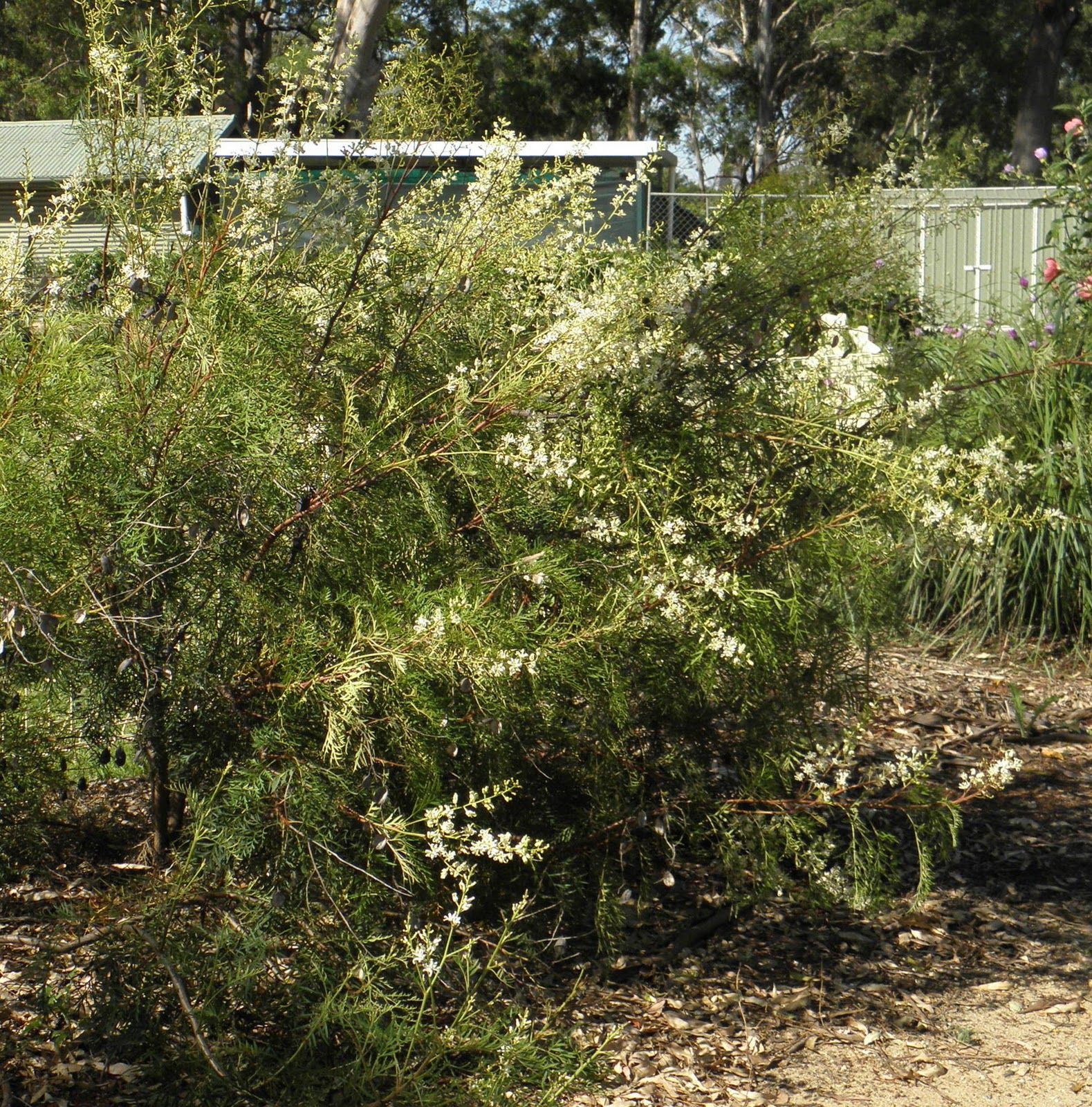 Friends of Peacehaven Botanic Park Inc. What's flowering this week?