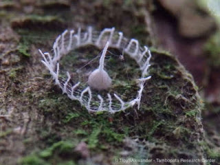 Struktur aneh seperti jaring serangga berbentuk pagar terlihat di Hutan Amazon