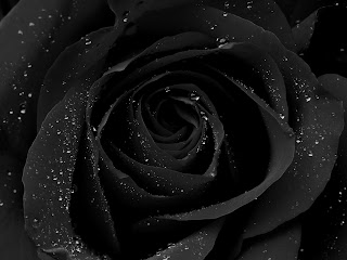 Black rose image