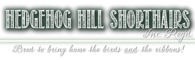 Hedgehog Hill Shorthairs