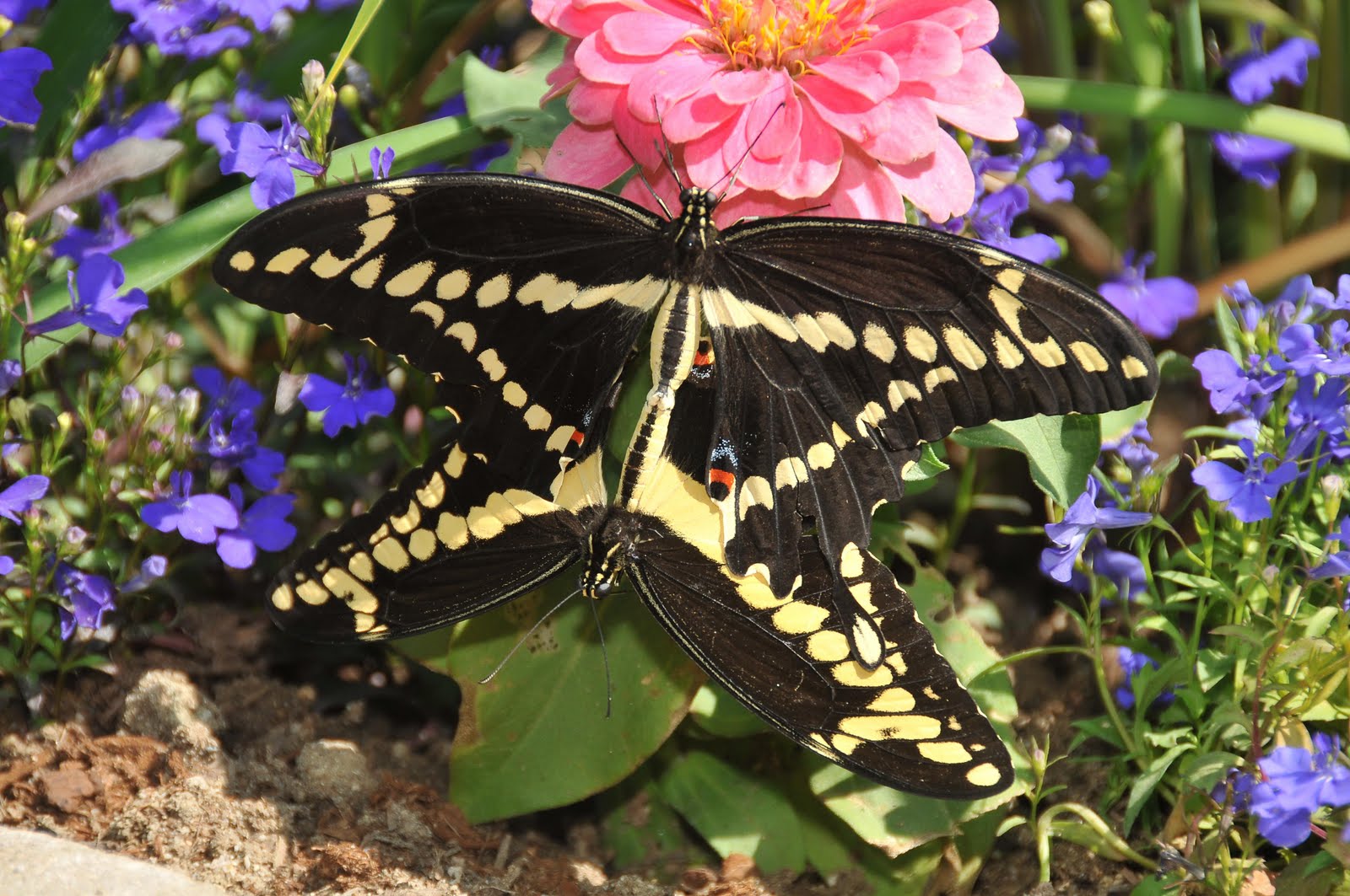 Butterfly Sex Try Explaining That One To A 5 Year Old Actually J Just Said They Were Hugging Butterfly Sex Try Explaining That One To A 5 Year Old Actually J Just Said They Were Hugging
