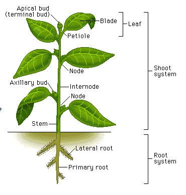 bean plant diagram s garden venture flowers and trellises bean plant diagram s garden venture flowers and trellises