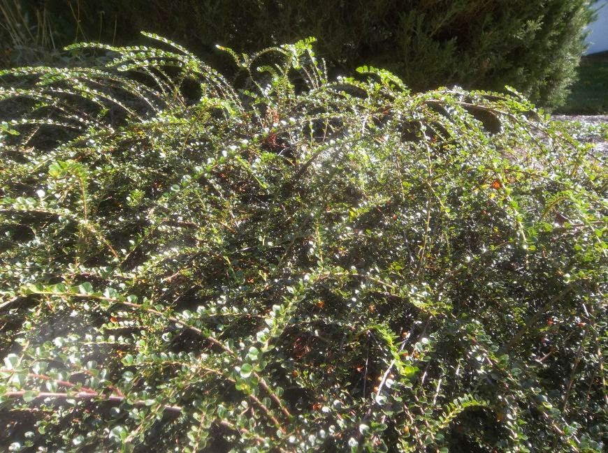 Future Plants By Randy Stewart Cotoneaster