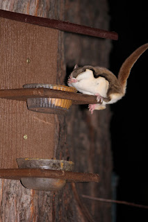 A flying squirrel sits on a feeder