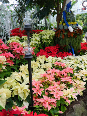 Allan Gardens Conservatory Christmas Flower Show 2015 massed poinsettias by garden muses-not another Toronto gardening blog