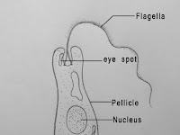 Euglena Diagram Euglena Diagram