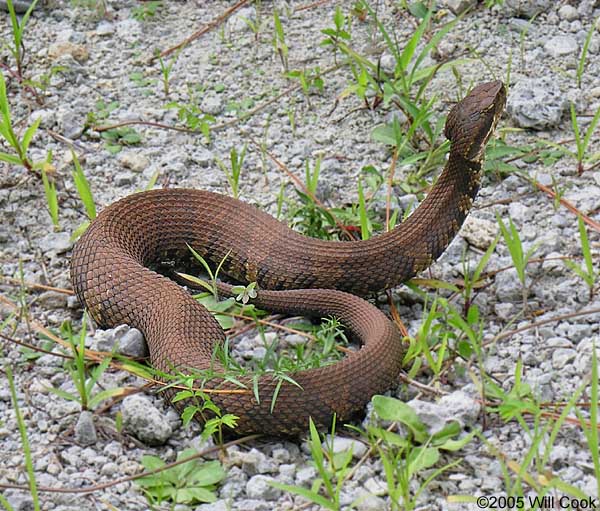 COTTONMOUTHS VS WATER SNAKES IN HABITAT