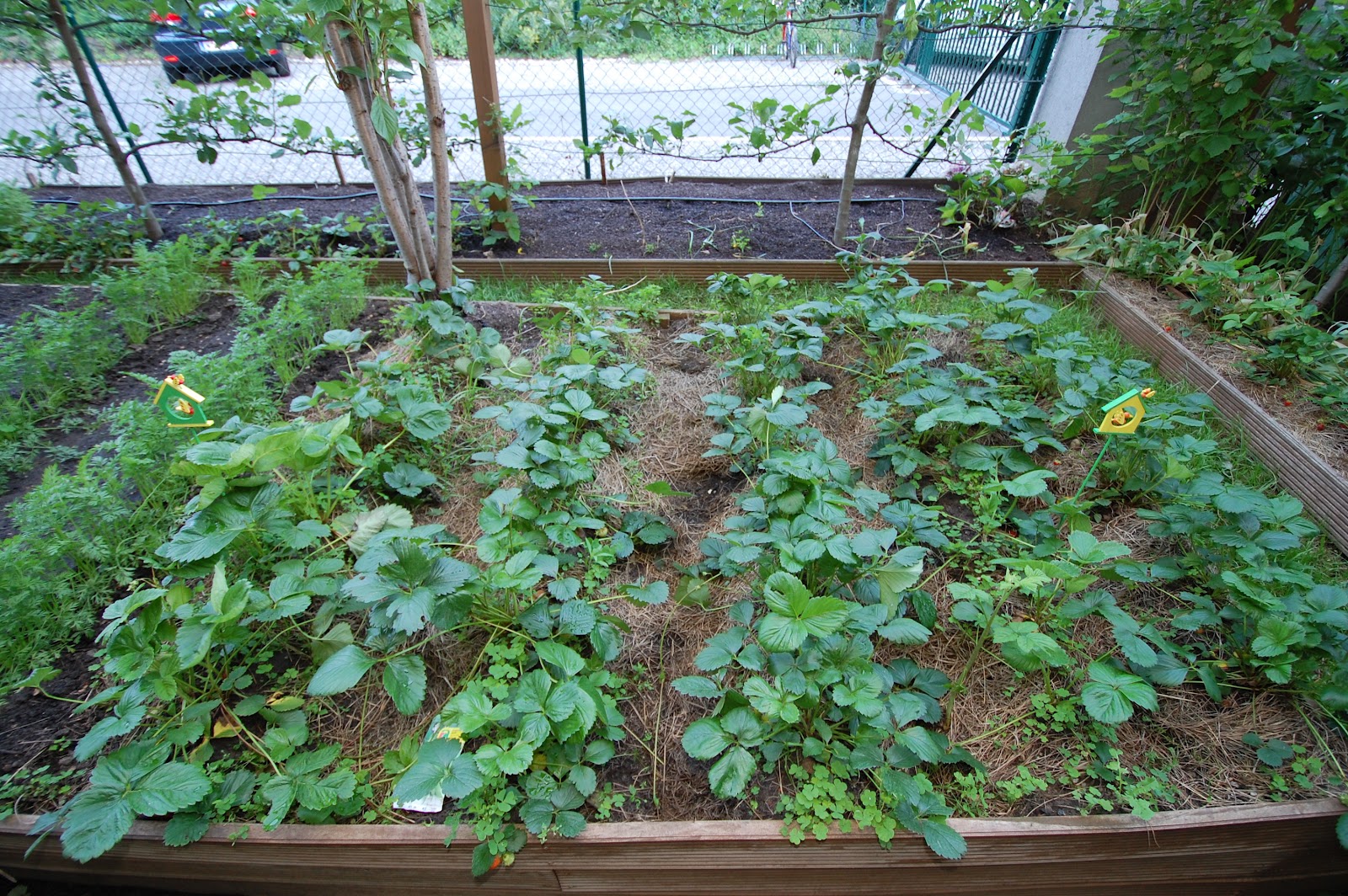 Vertical Double Cropping strawberry tower and tomatoes