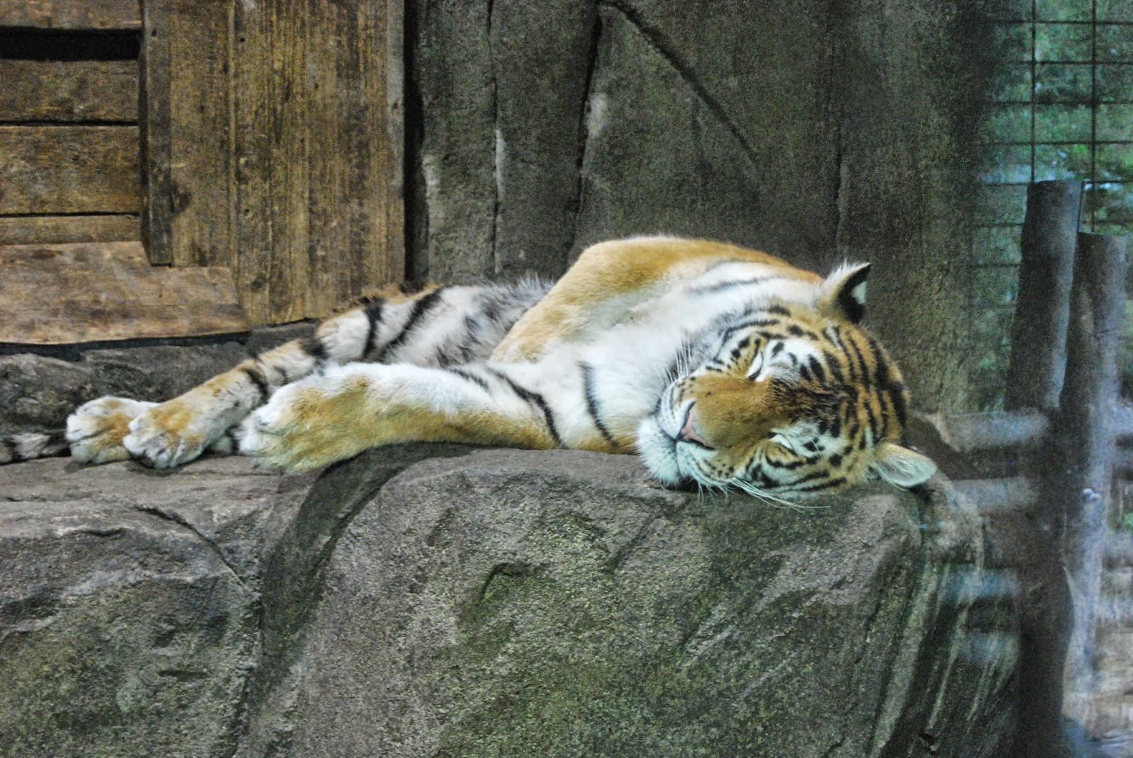 nøgen kvinde zoo kolding nøgen kvinde zoo kolding