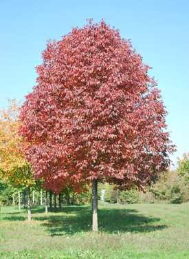 Autumn Purple Ash Tree6