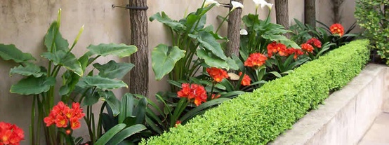jardim flores que gostam de sol:Um jardim para cuidar: Flores no seu jardim no inverno ?? sim !! jardim flores que gostam de sol:Um jardim para cuidar: Flores no seu jardim no inverno ?? sim !!