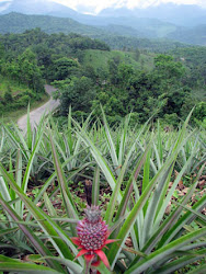 View of the road to Kohima from the pineapple farm