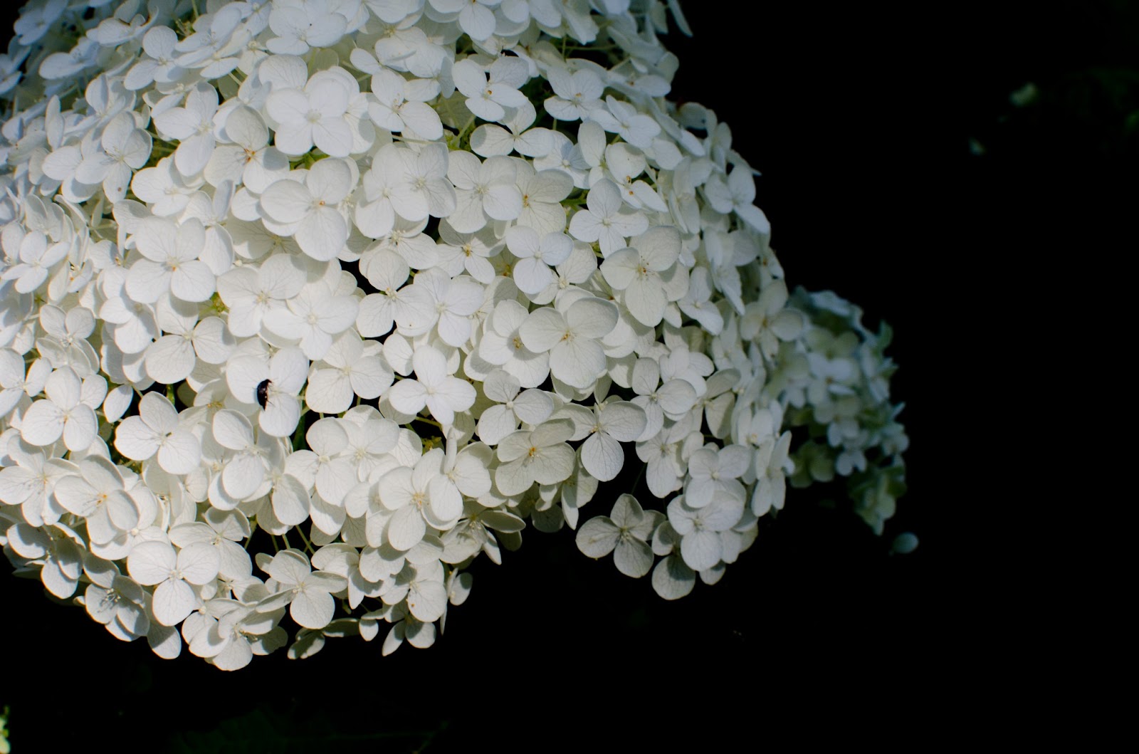 Minnehaha Falls With the 'Rents Celebrating Daily