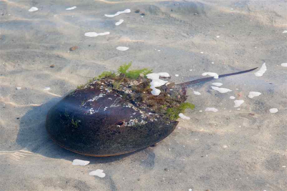 Horseshoe Crab Animal Wildlife