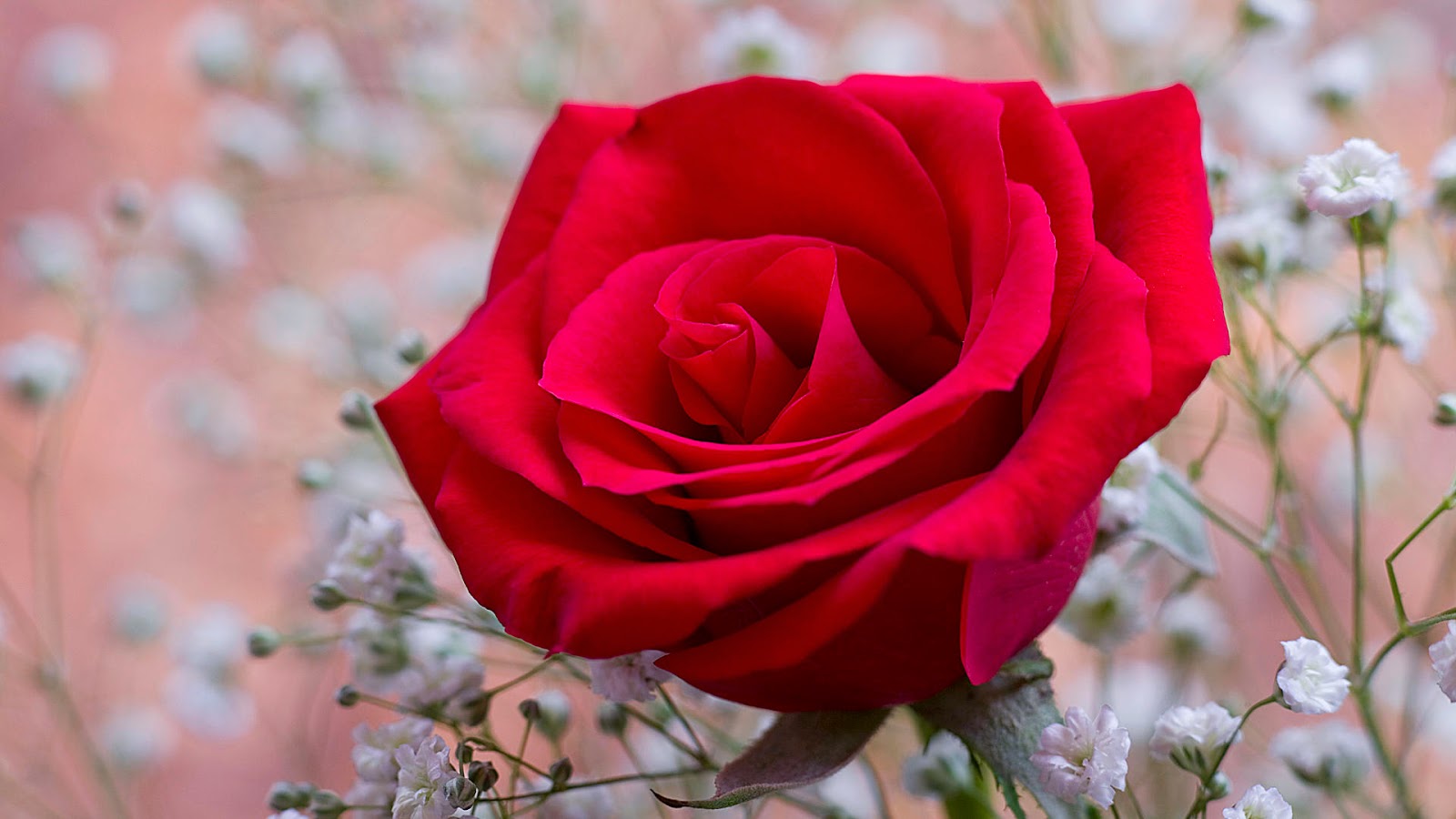 Rose Petal HD Wallpaper - WallpapersXplore | Free HD Desktop Wallpapers