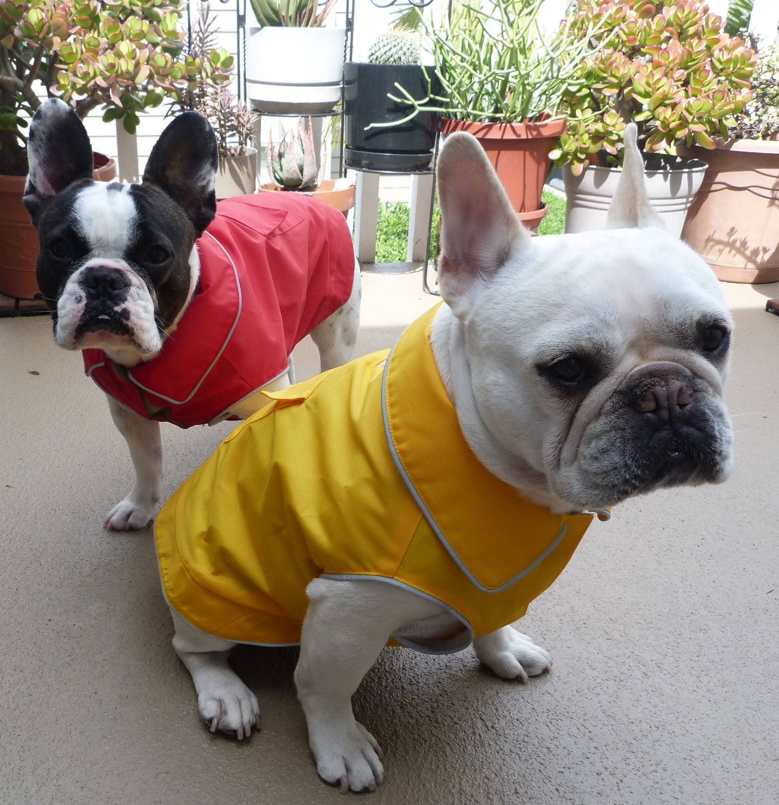 Two French Bulldogs Cool Blue Raincoats