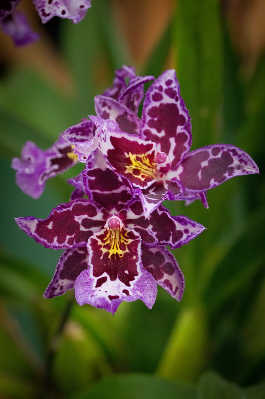 Wild Wanderlust: Winter Orchid Show - Balboa Park, San Diego, CA