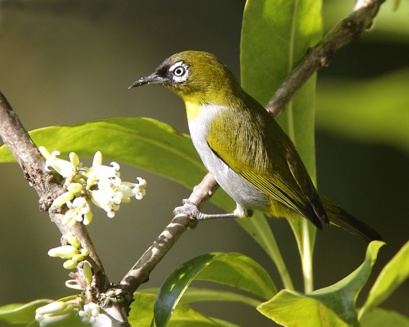 Gambar Burung Pleci | Tarung Jago