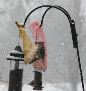 red bellied woodpecker in a snow storm photo of red bellied woodpecker in a snow storm