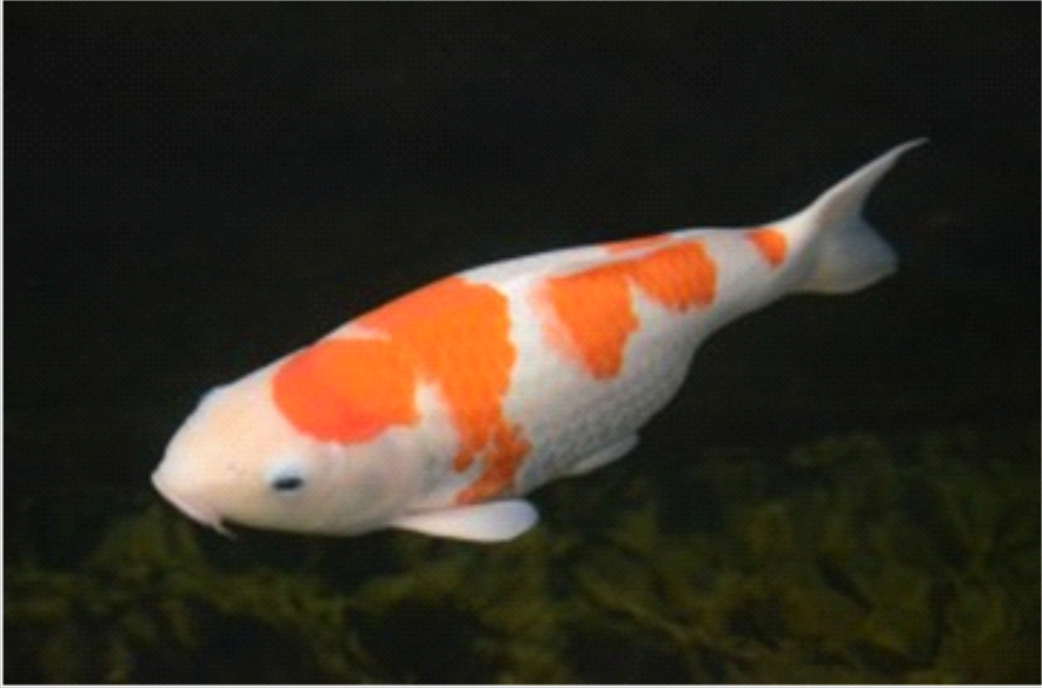 BPPK Kec.Mungkid Kab.Magelang: Pembenihan Ikan Hias Koi