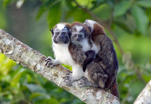 GEOFFREY'S TAMARIN